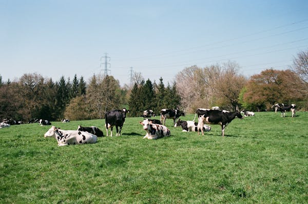 Plant-Based Feed Enzymes