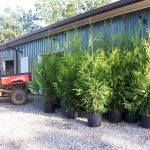 Thuja-Gardens