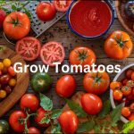 Tomatoes