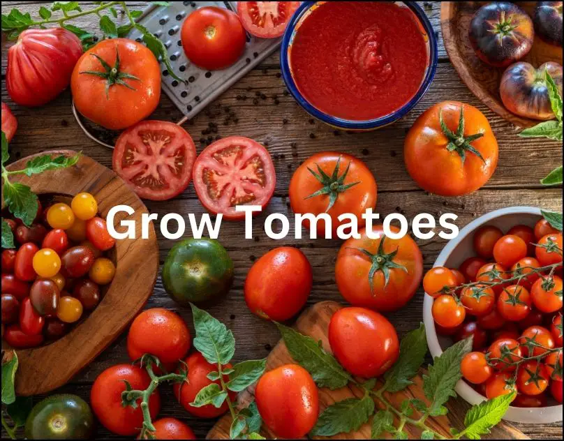 Tomatoes