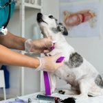 Veterinary Medical Equipment Market Report