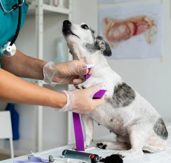 Veterinary Medical Equipment Market Report