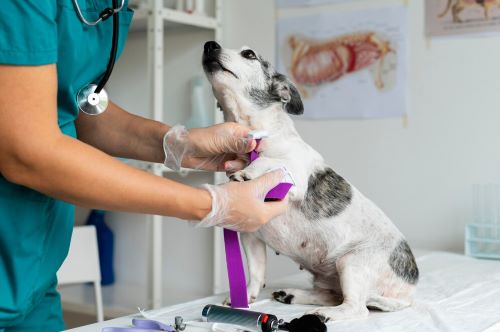 Veterinary Medical Equipment Market Report