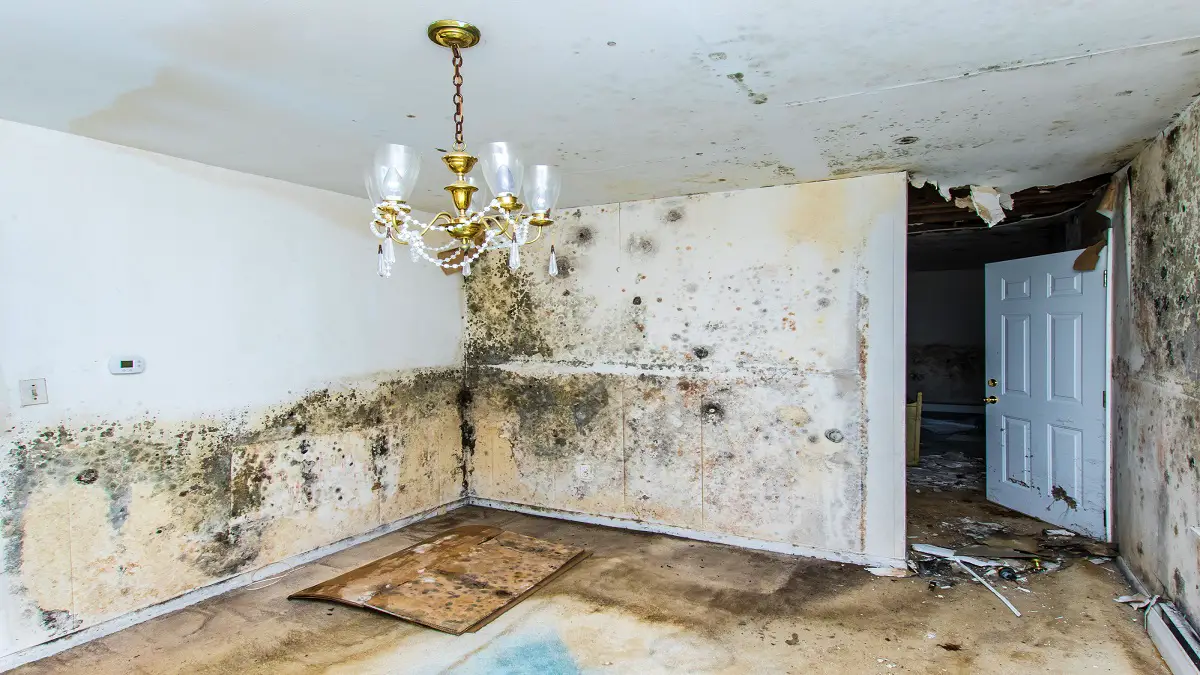 Water Damage Restoration in Dallas