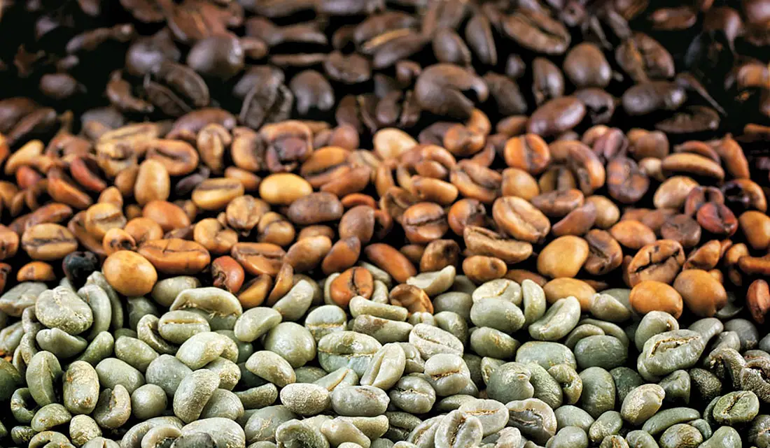 Wholesale Coffee Bean