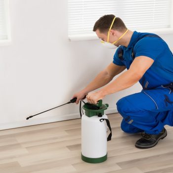 Why You Should Hire the Best Pest Control Companies New York Has to Offer