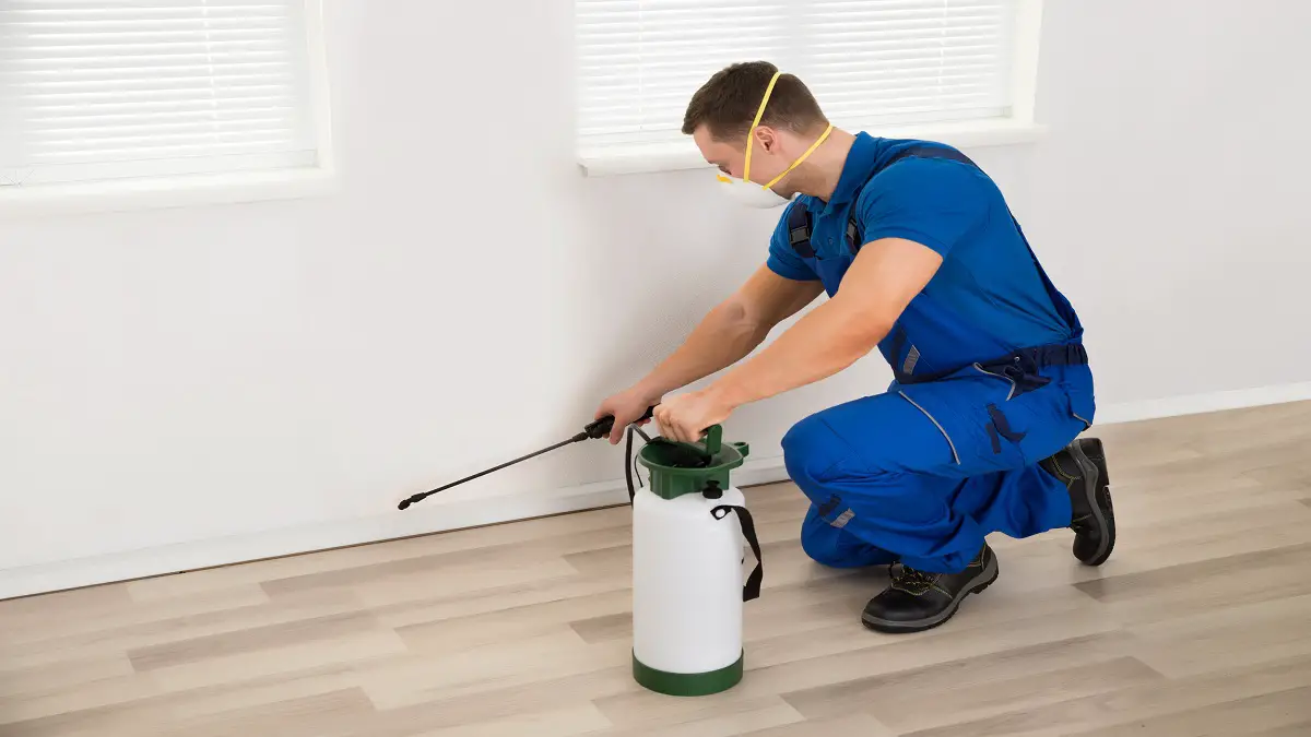 Why You Should Hire the Best Pest Control Companies New York Has to Offer