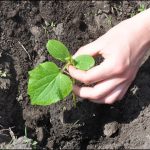 grow cucumbers (3)