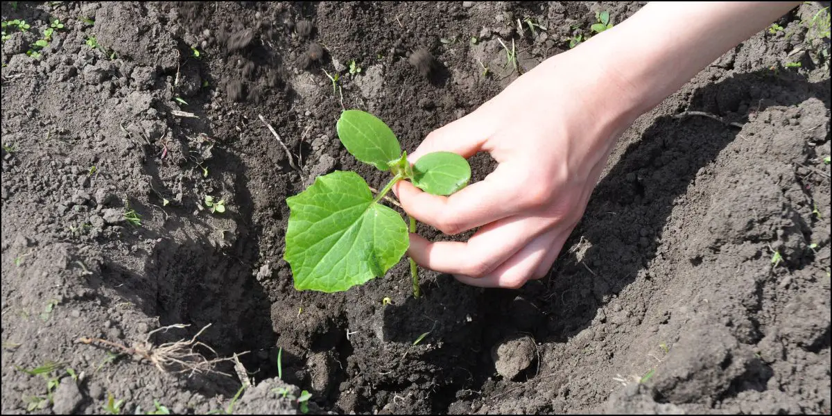 grow cucumbers (3)