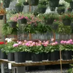 plants in Nurseries 9-min