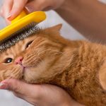 cat-brushing (1)