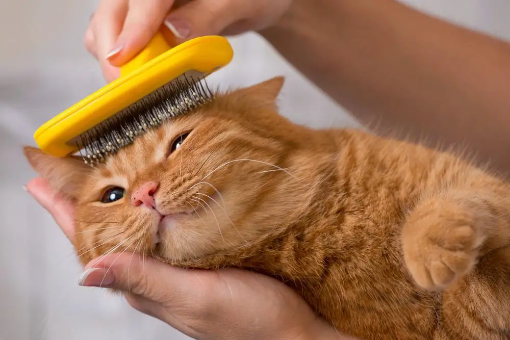 cat-brushing (1)