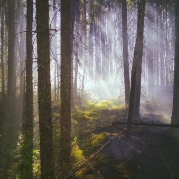 green-trees-on-forest