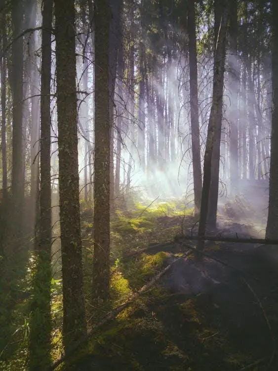 green-trees-on-forest